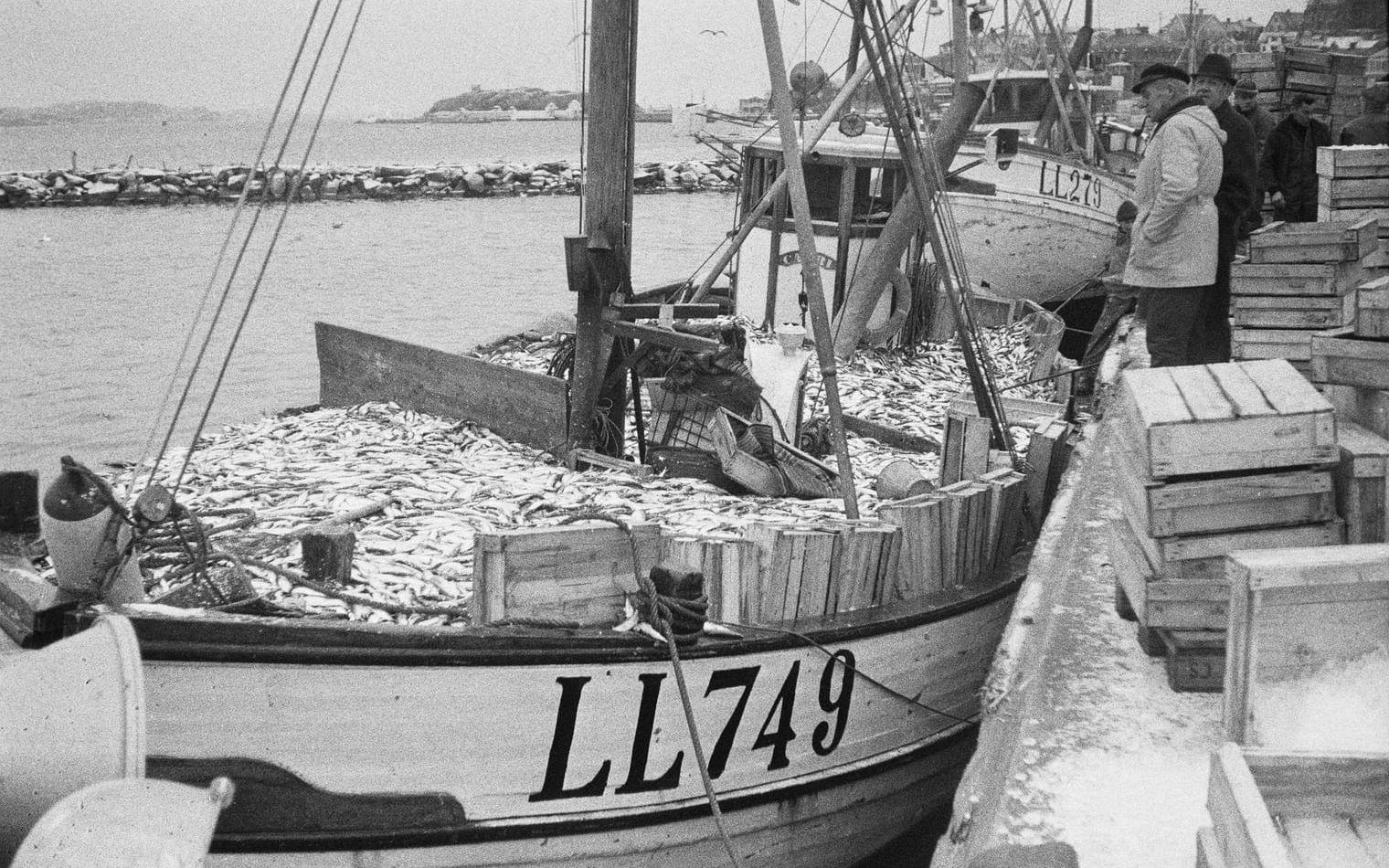 Hundra bilder på fartyg och båtar - från Strömstad till Laholm 