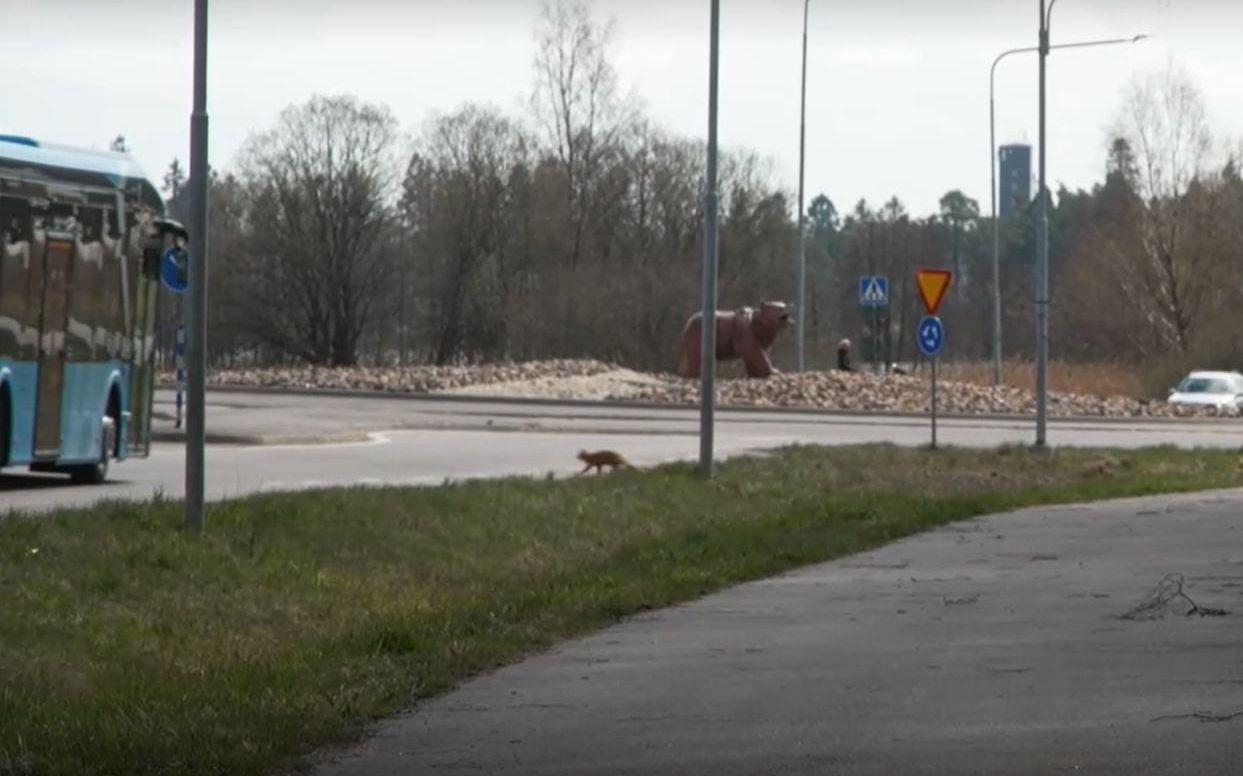 Här tar Lasse fart och spurtar över vägen – precis då kommer en buss.