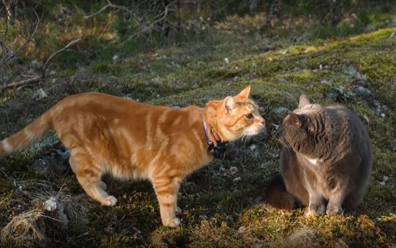 Här pussas Luffar-Lasse med katten Keffi. 