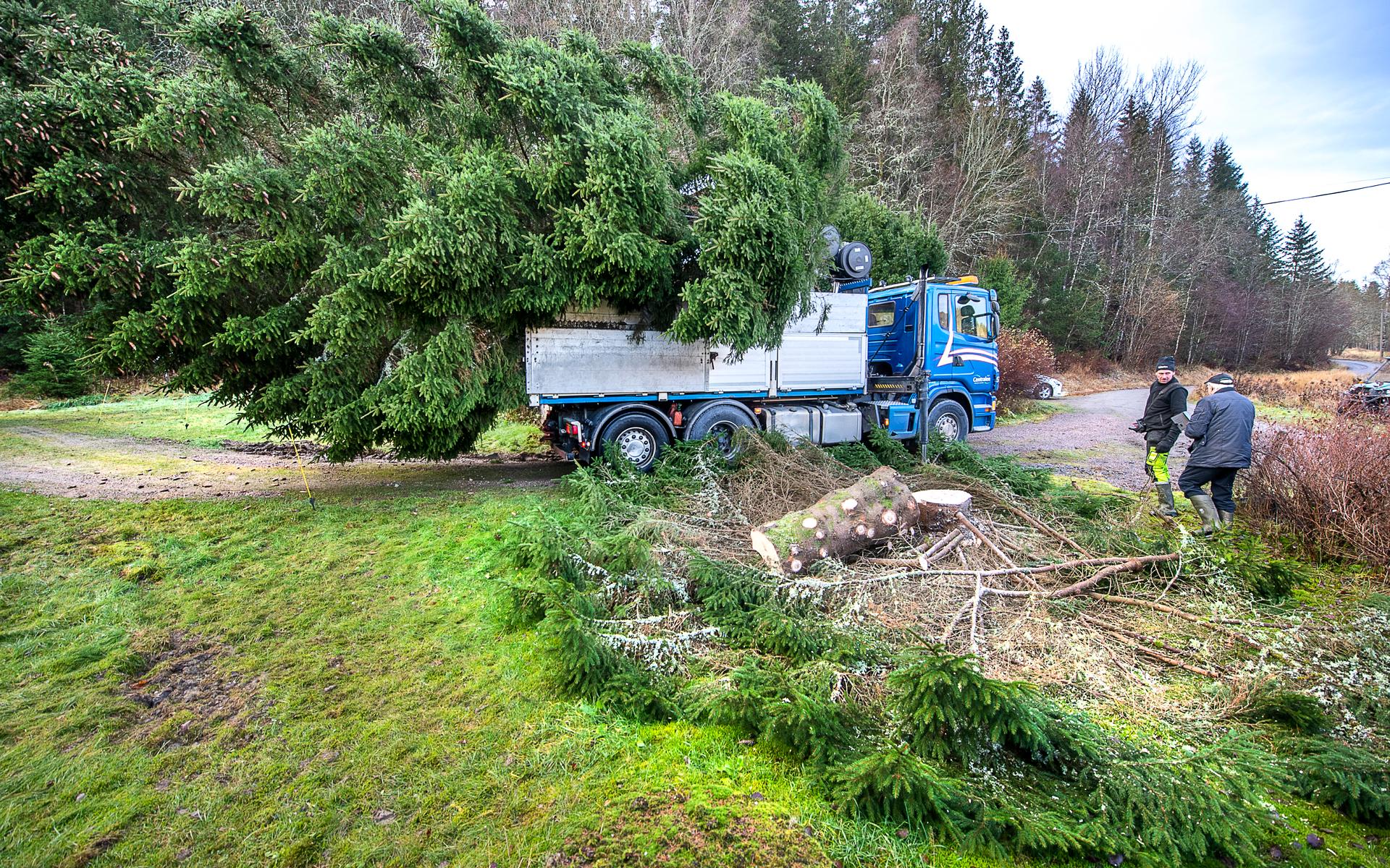 Söndag 28/11: <a href="https://www.ttela.se/nyheter/trollh%C3%A4ttan/vi-%C3%A4r-n%C3%B6jda-julgranen-kom-p%C3%A5-plats-i-%C3%A5r-ocks%C3%A5-1.59535203" id="link-e6279e21e45c63dca1d92edd698b9422">Så här såg det ut när Trollhättans julgran 2021 hämtades utanför Sjuntorp.</a> På söndag är det traditionsenligt dags för ljuständning på torget, Skyltsöndagen till ära. Det blir tomteparad, dans kring granen, eldslukare, musikkår och sång av Trollhättans kammarkör och massor av annat mitt i Trollhättans centrum.