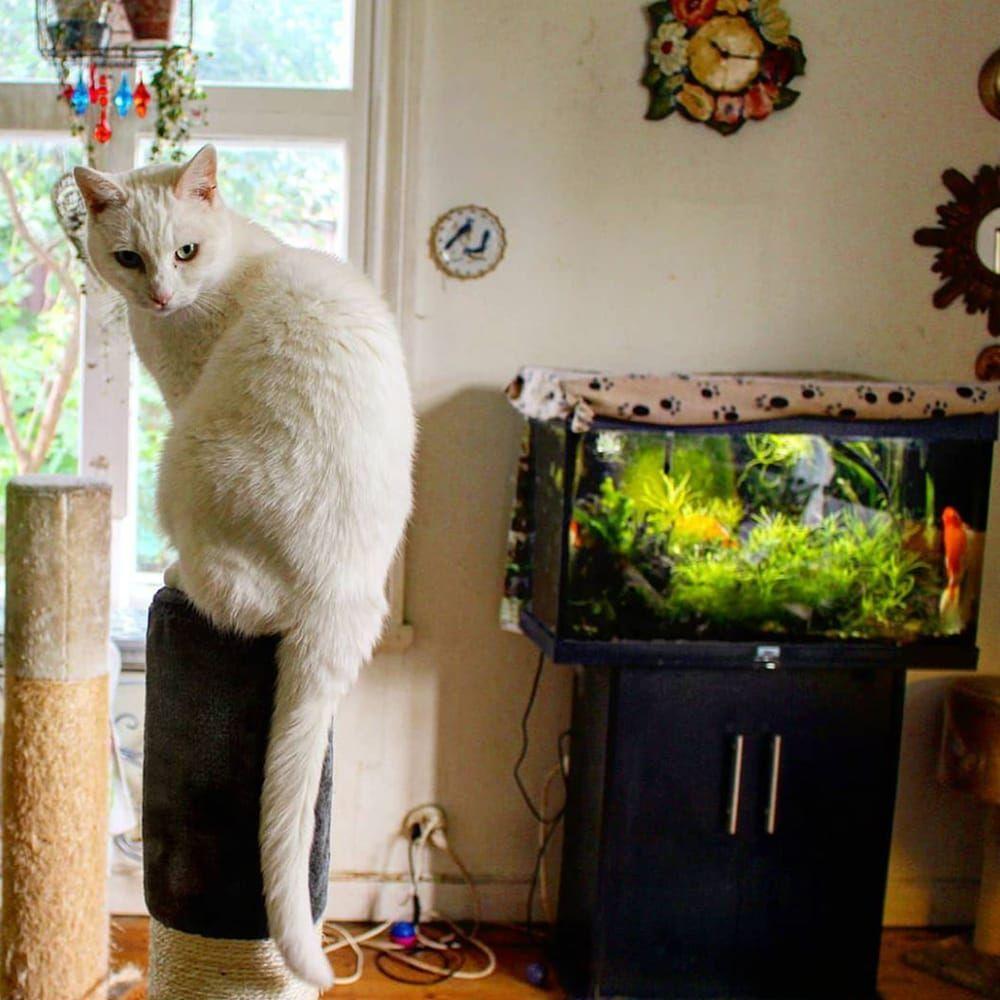 Mjau! Katten Leo i Mellerud hälsar oss en glad onsdag. Här har vi dagens #ttelaläsarbild, fotograferad av Lena Lindell @lenalindell20.⁠