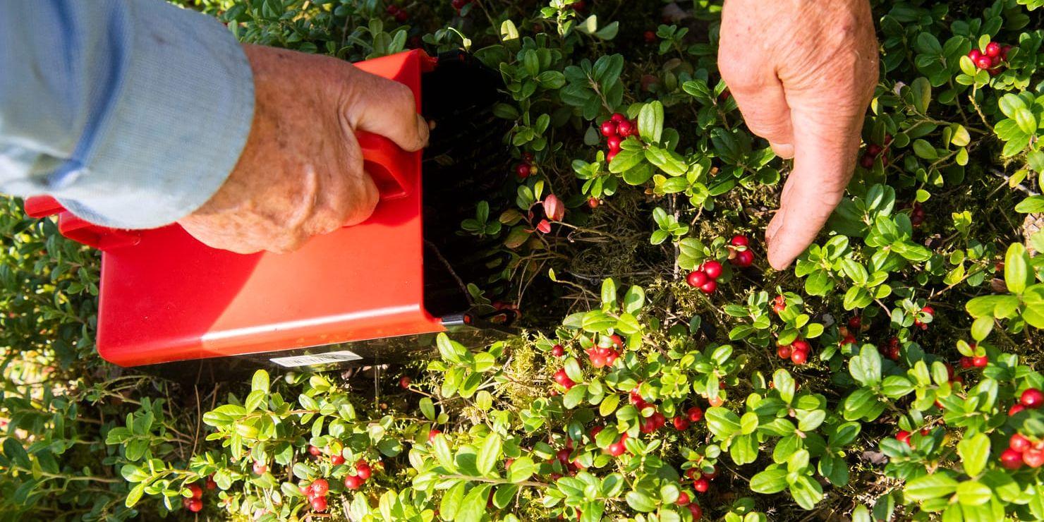 Mängden bärris minskar i Sverige, vilket stör den ekologiska balansen i skogen. Genom att gynna blåbär och lingon i sina skogar kan Västra Götalands skogsägare bidra till att minska viltskadorna och stärka den biologiska mångfalden, skriver Karin Fällman Lillqvist, hållbarhetschef på Skogssällskapet.