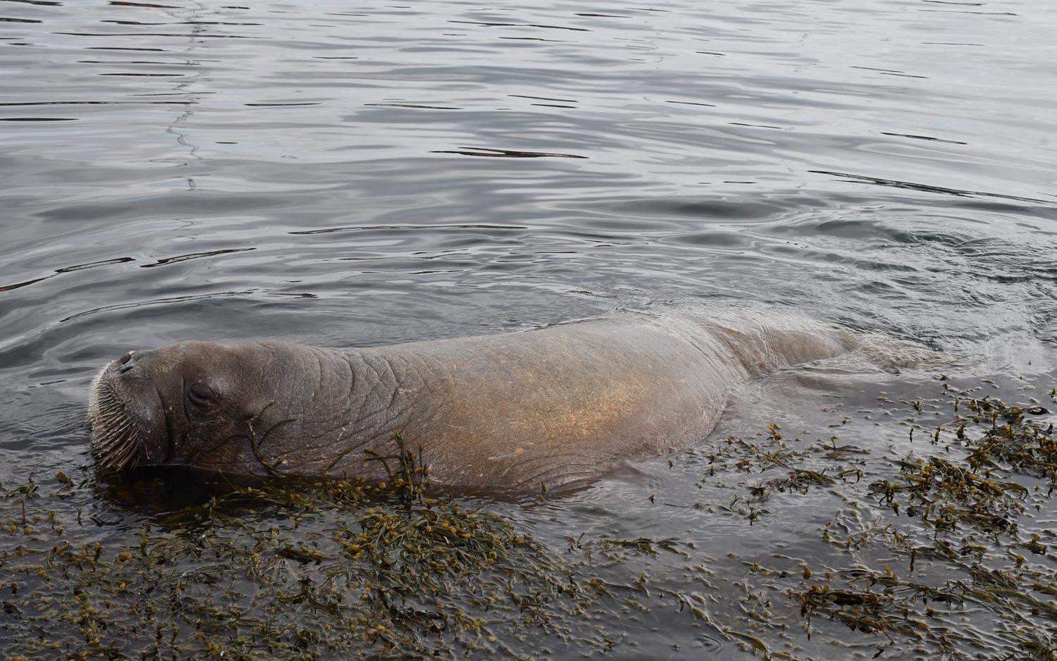 Valrossen dök upp i Strömstad hamn på tisdagseftermiddagen. 