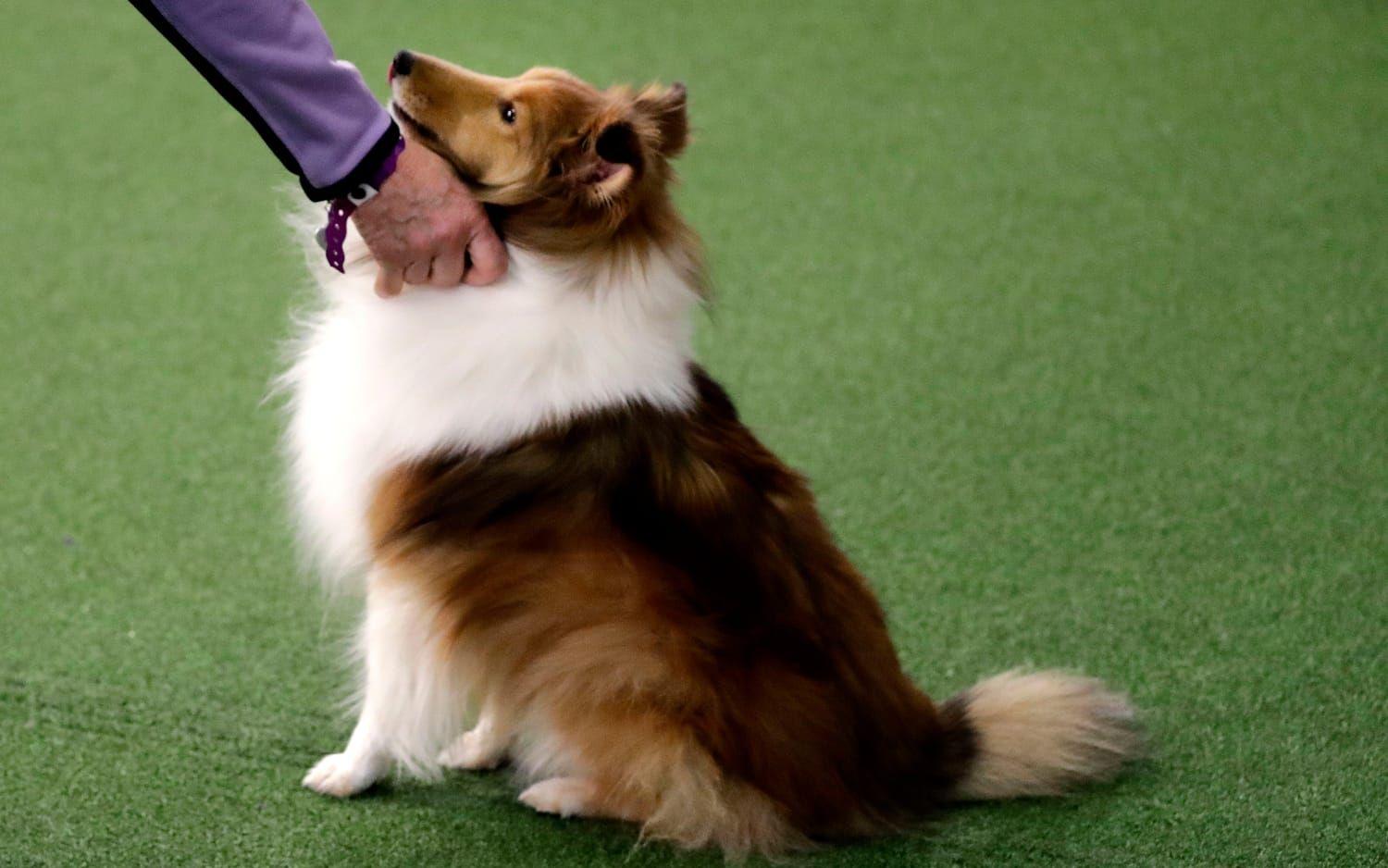 Shetland sheepdog kommer, som det låter, från  Shetlandsöarna.