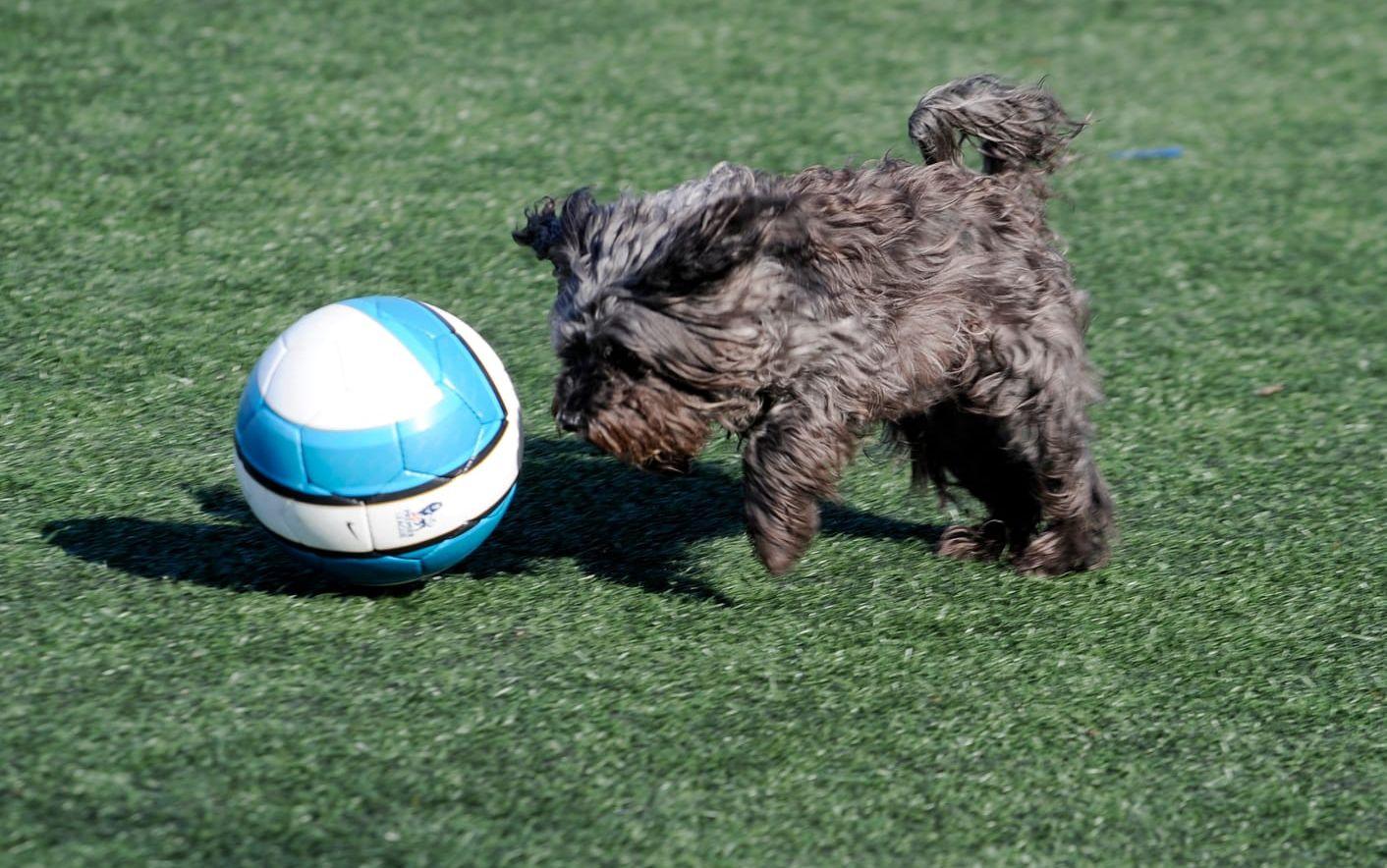 Dvärgpudeln beskrivs som en glad och sportig familjehund, av kennelklubben. 