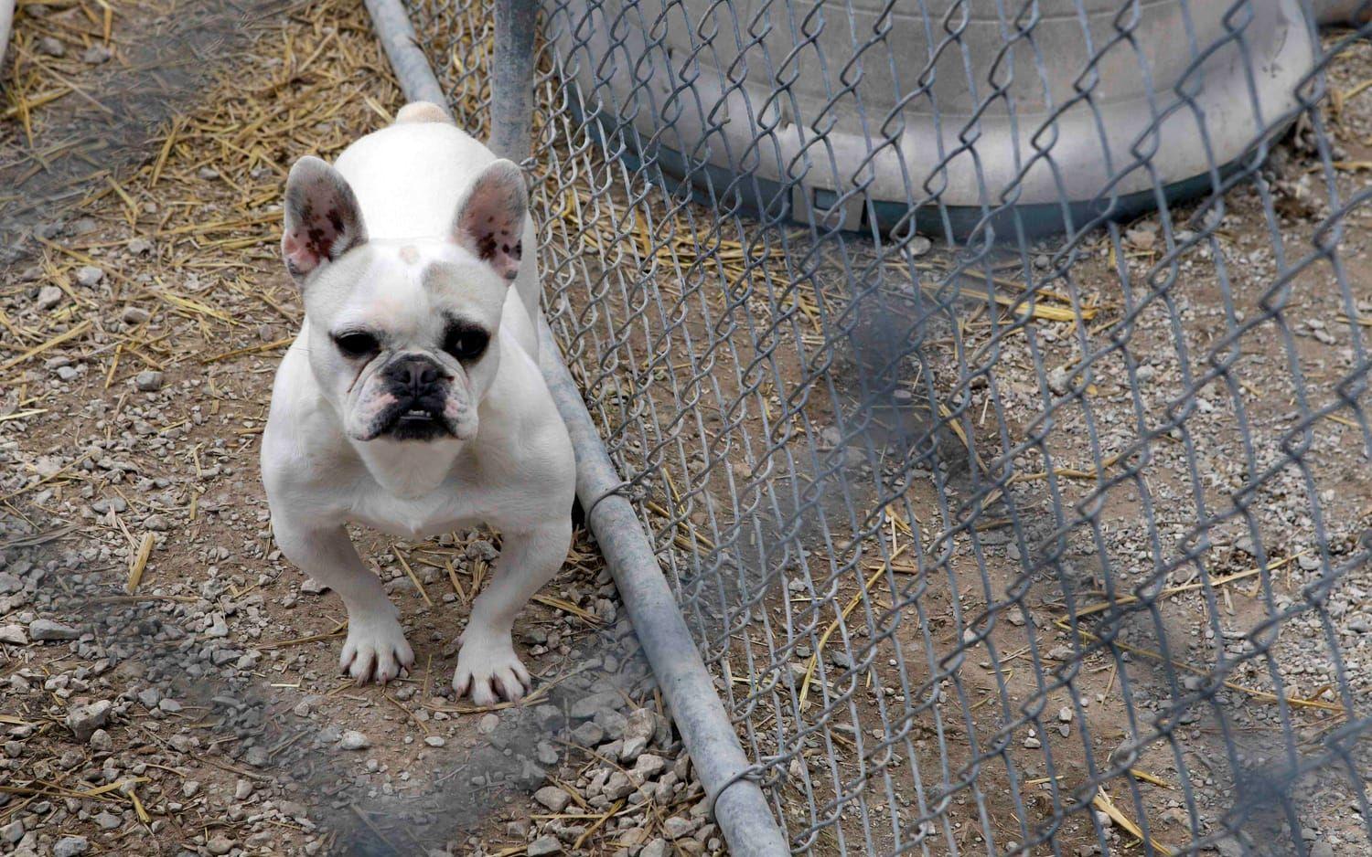 Fransk bulldogg var populär hos societeten i Paris redan på slutet av 1800-talet. Men den framavlade hunden kan ha en del hälsoproblem.