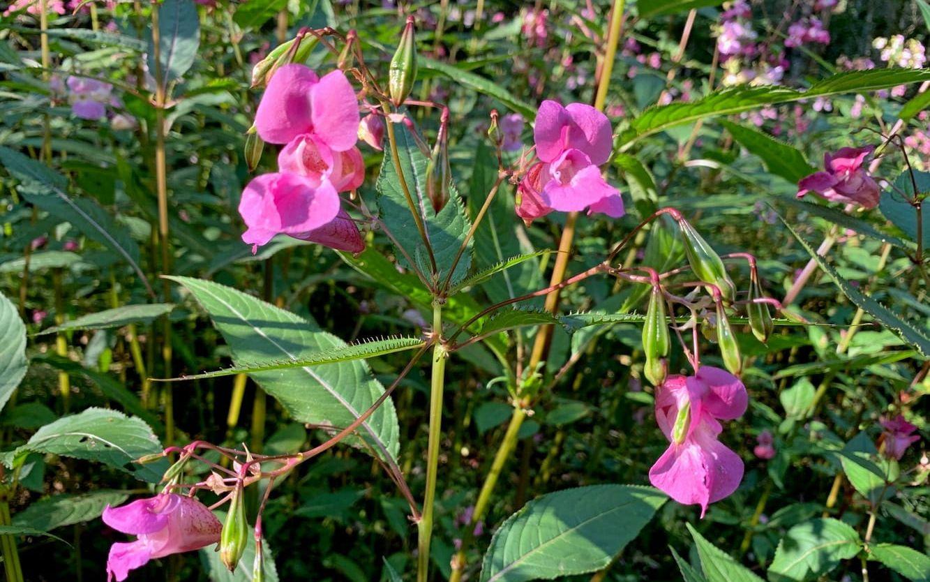 Jättebalsaminen tros kunna stjäla pollinatörer från andra växter.