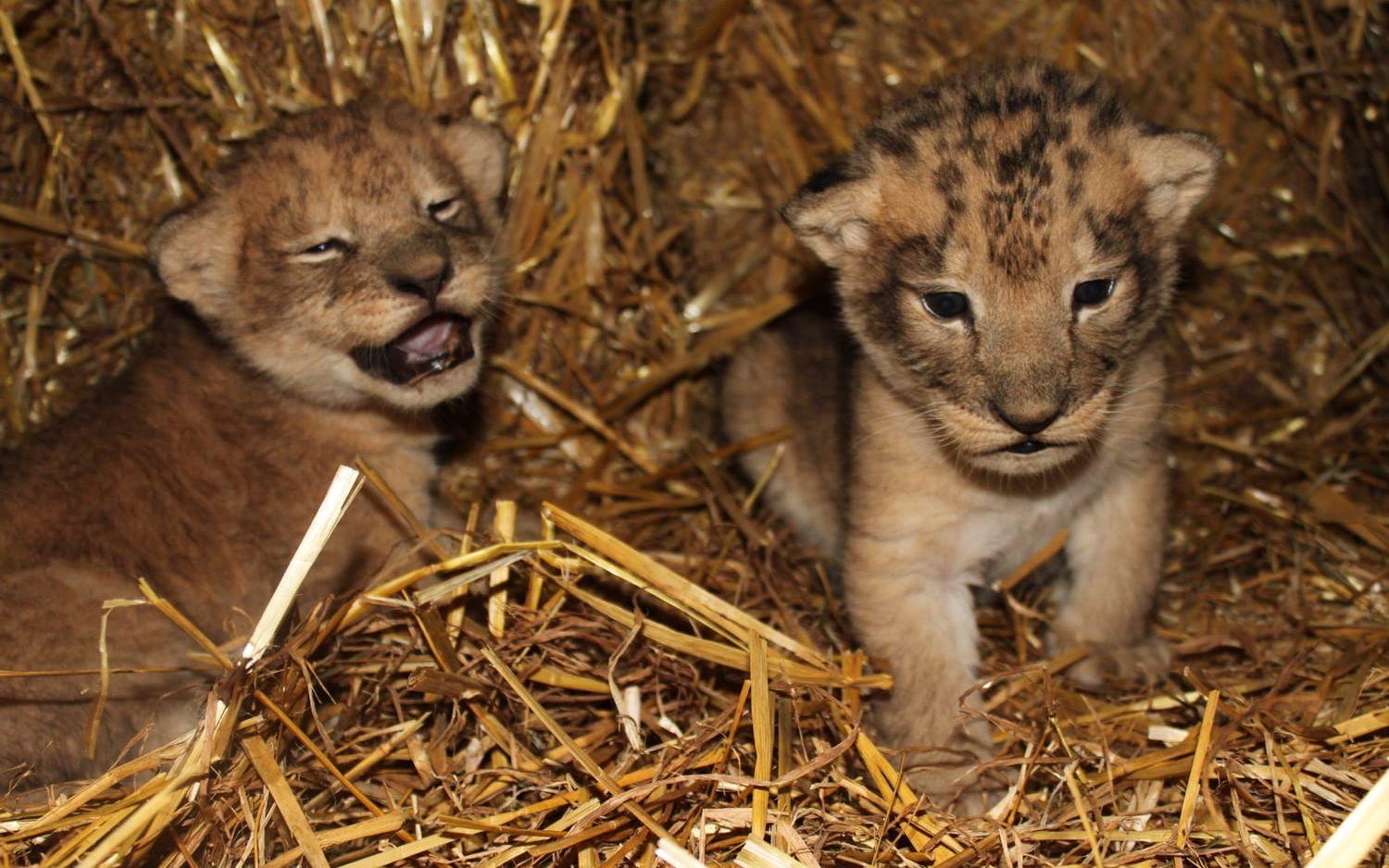 I april föddes Kiara, Kovu och Banzai, som samtliga har avlivats. Foto: Borås djurpark